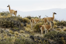 CMS COP14, An Historic Opportunity to Protect the Guanaco Migrations